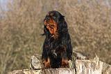 CAVALIER KING CHARLES 373